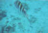 4756.19a.jpg (20717 bytes)